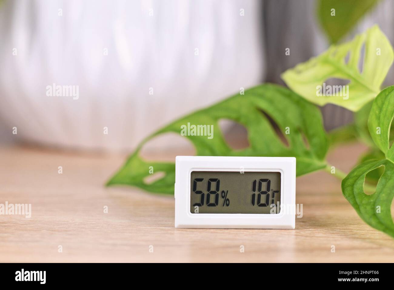 Higrómetro y termómetro para medir la humedad y la temperatura de las plantas domésticas Foto de stock