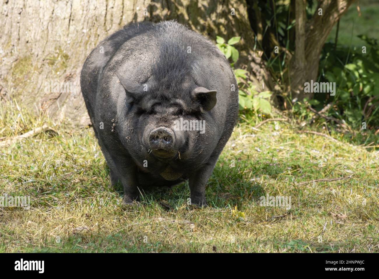 Raza De Cerdo Asiática Fotos e Imágenes de stock - Alamy