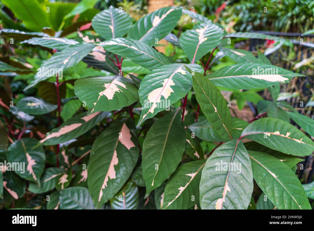 Planta de caricatura (Graptophyllum pictum) nativa de Nueva Guinea - Florida, Estados Unidos Foto de stock