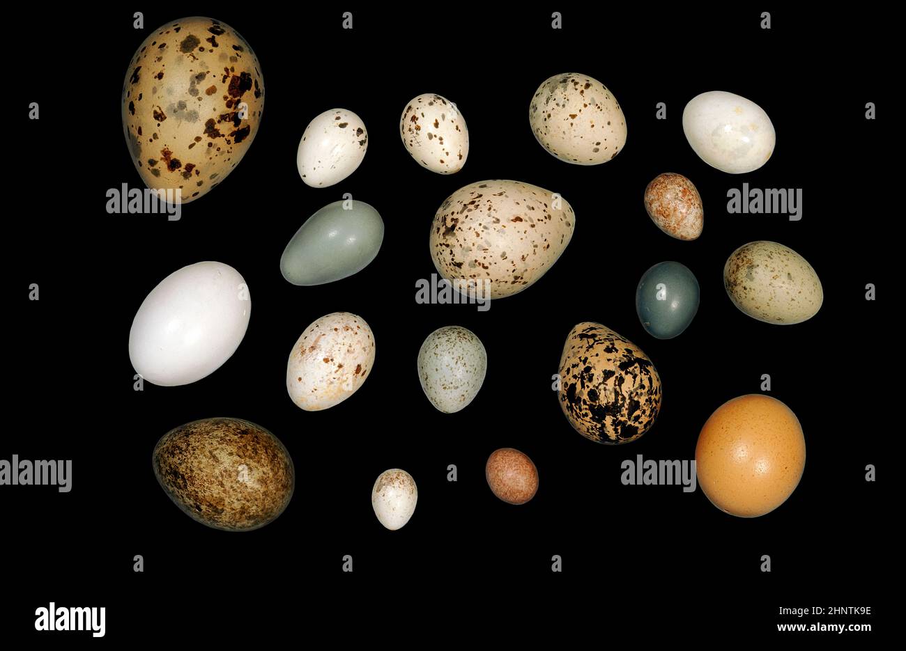 Surtido de huevos de aves Foto de stock