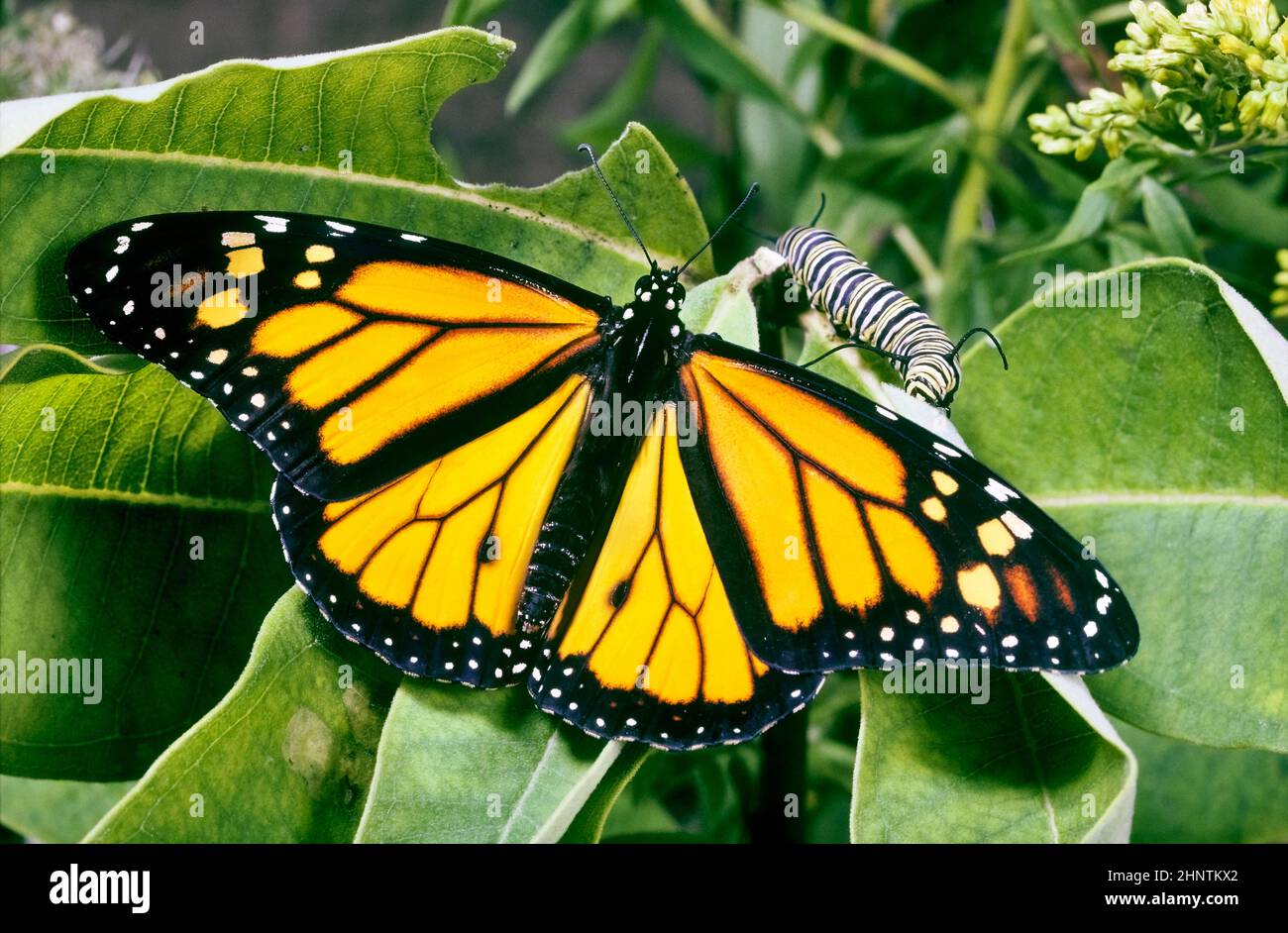 Mariposa monarca (Danaus plexippus) y oruga Foto de stock