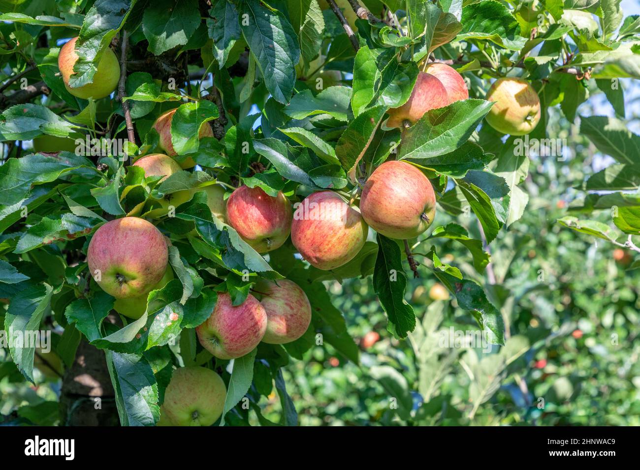 manzana madura colgando en el manzano con fondo azul cielo Foto de stock