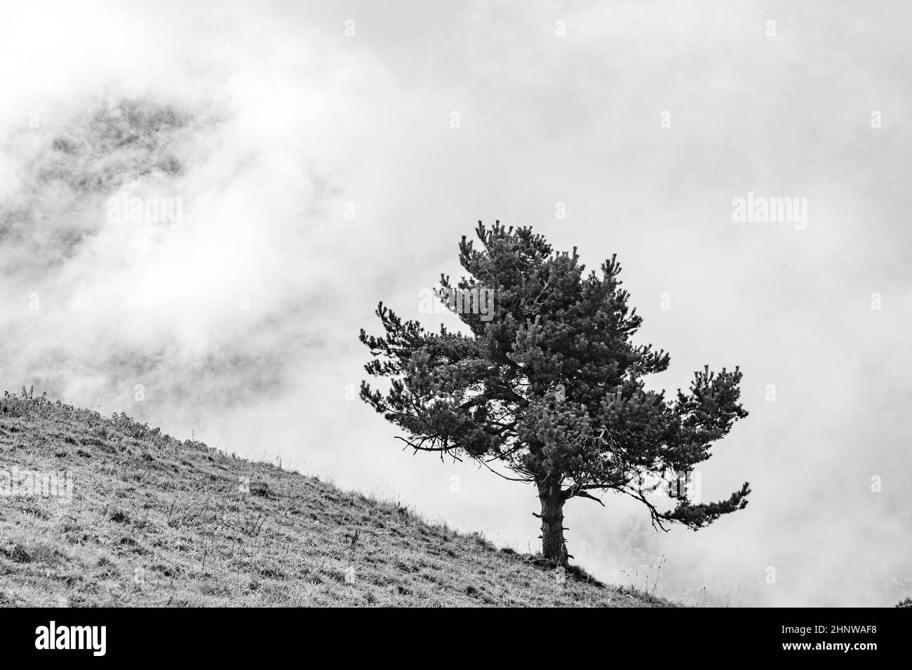 abeto en un prado de montaña empinado en los Alpes europeos, Europa Foto de stock