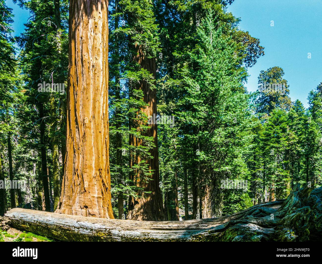 Tall y grandes secuoyas en el hermoso parque nacional Sequoia Foto de stock