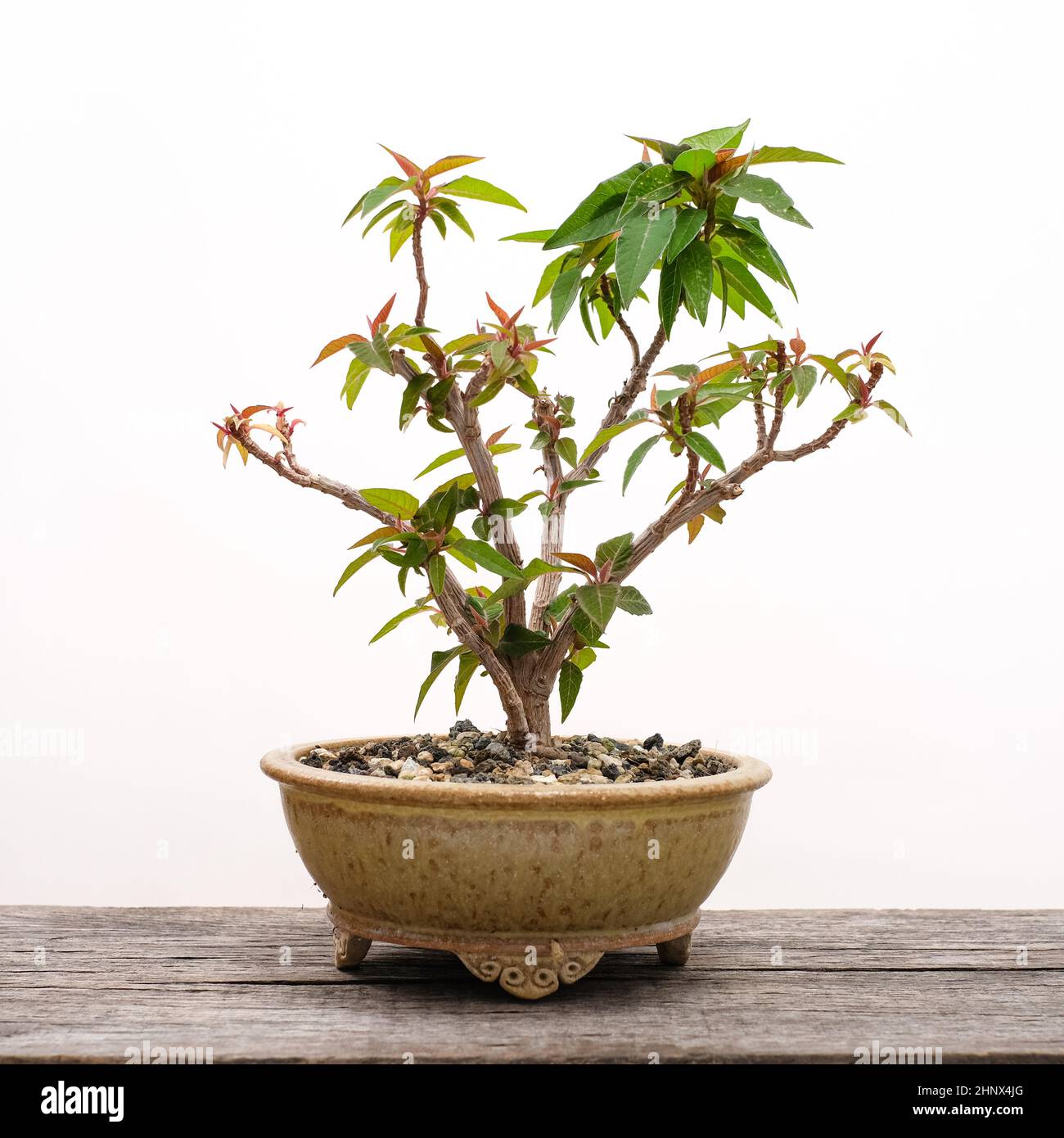 Flor de pascua japonesa fotografías e imágenes de alta resolución - Alamy Flor de pascua japonesa fotografías e imágenes de alta resolución - Alamy
