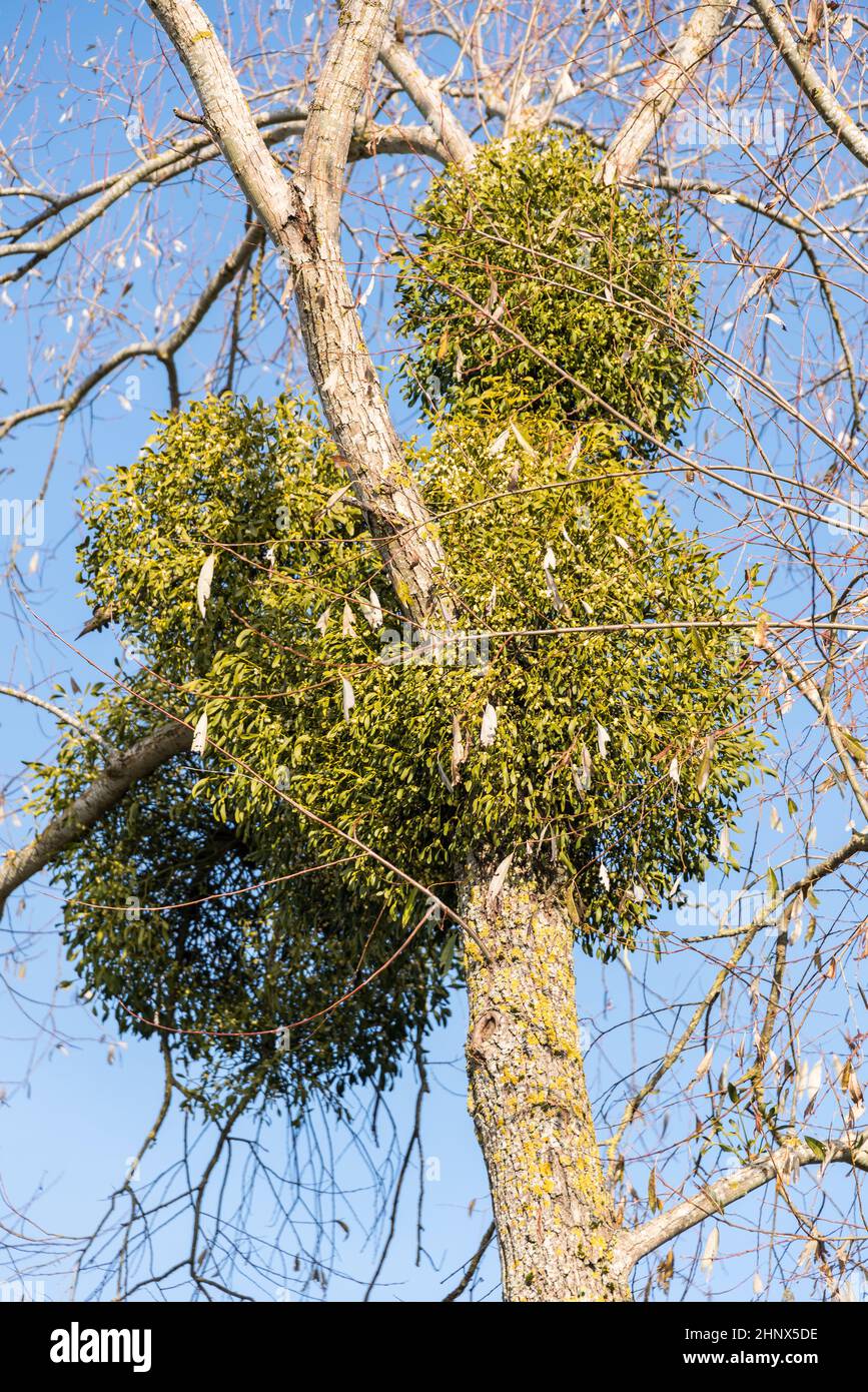 Muérdago en el árbol - parásitos del árbol, llamados semi-parásitos, plantas de sándalo Foto de stock