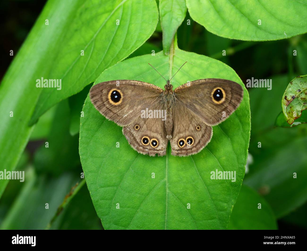 La mariposa común de cinco anillos en la hoja con fondo verde natural , el patrón similar a los ojos amarillos con punto azul en círculo negro en el ala Foto de stock