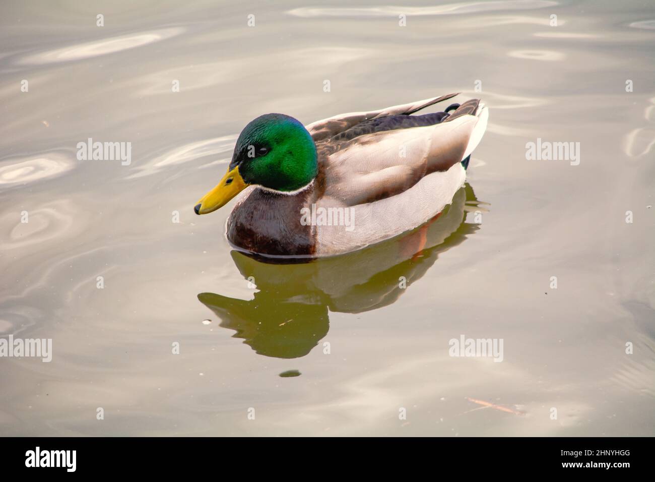 Pato de Mallard, Mallard, pato de Mallard - una especie de ave de agua grande de la familia del pato Foto de stock