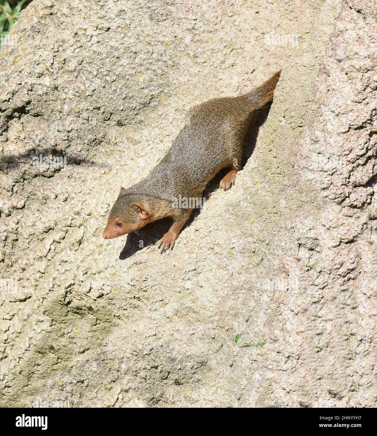 La mangosta enana; la parvula Helogale pertenece a las mongooses y vive