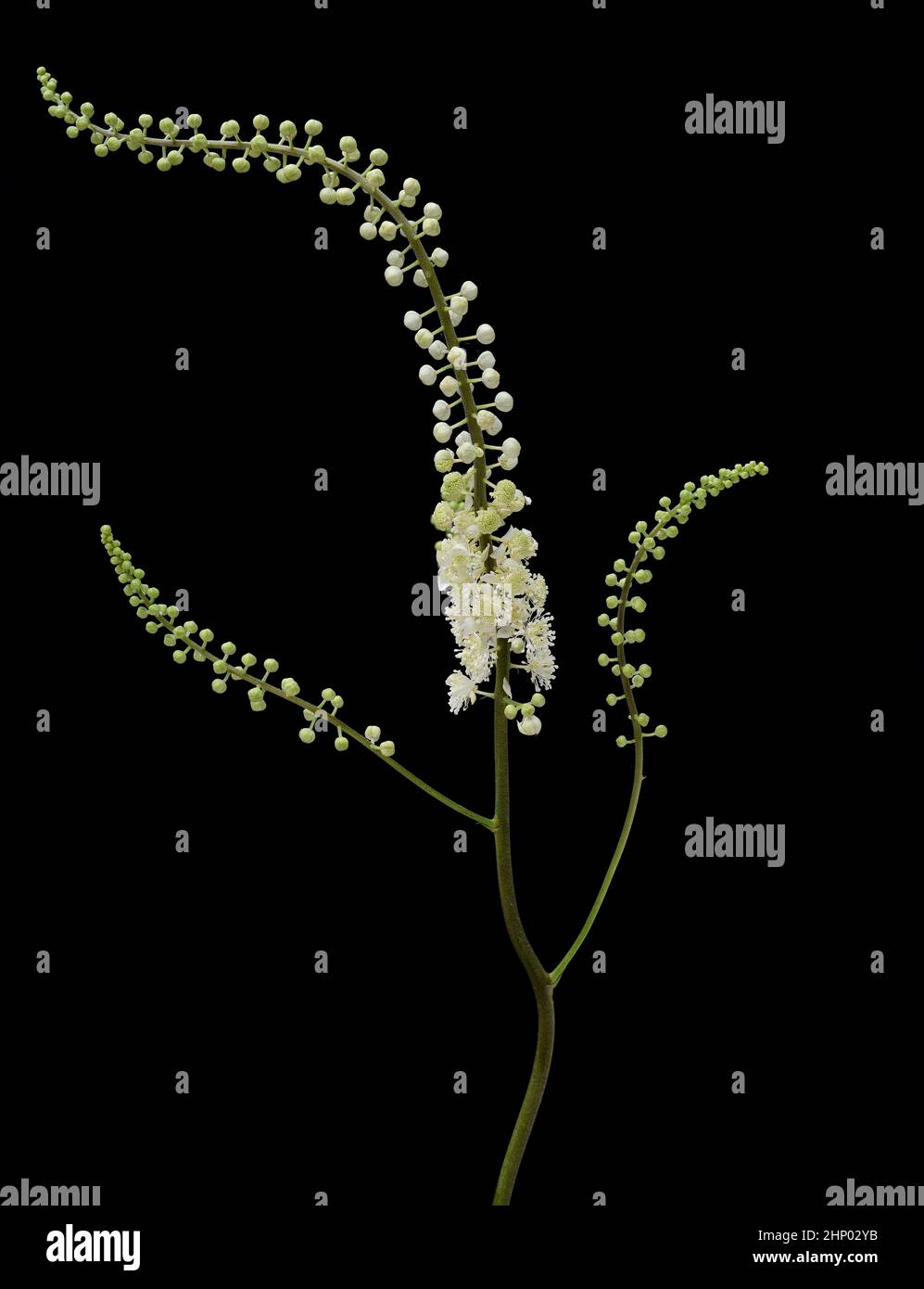 El cohosh negro, Cimifuga racemosa es una planta medicinal y medicinal