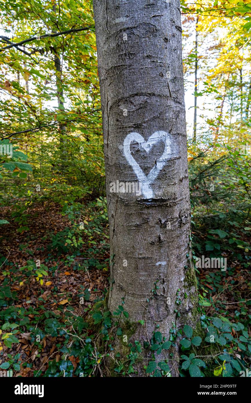 Corazón blanco escrito en el tronco de un árbol en el medio del bosque Foto de stock