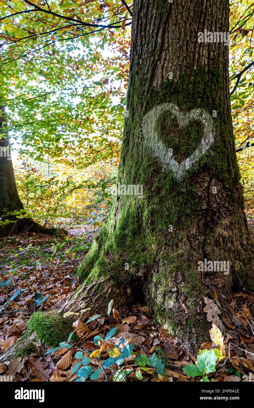 Corazón blanco escrito en el tronco de un árbol en el medio del bosque Foto de stock
