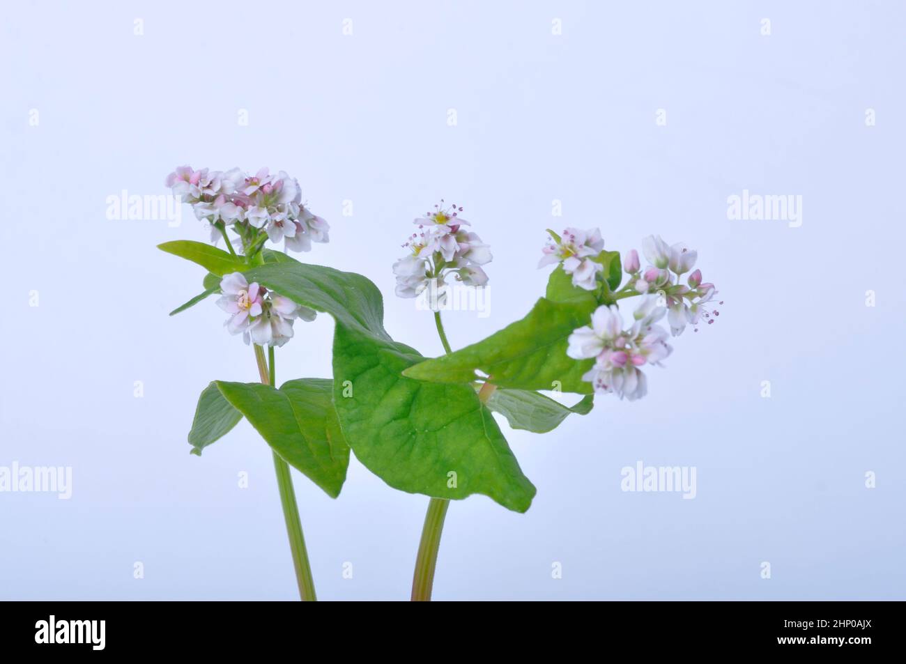 flores de trigo sarraceno sobre fondo blanco Foto de stock