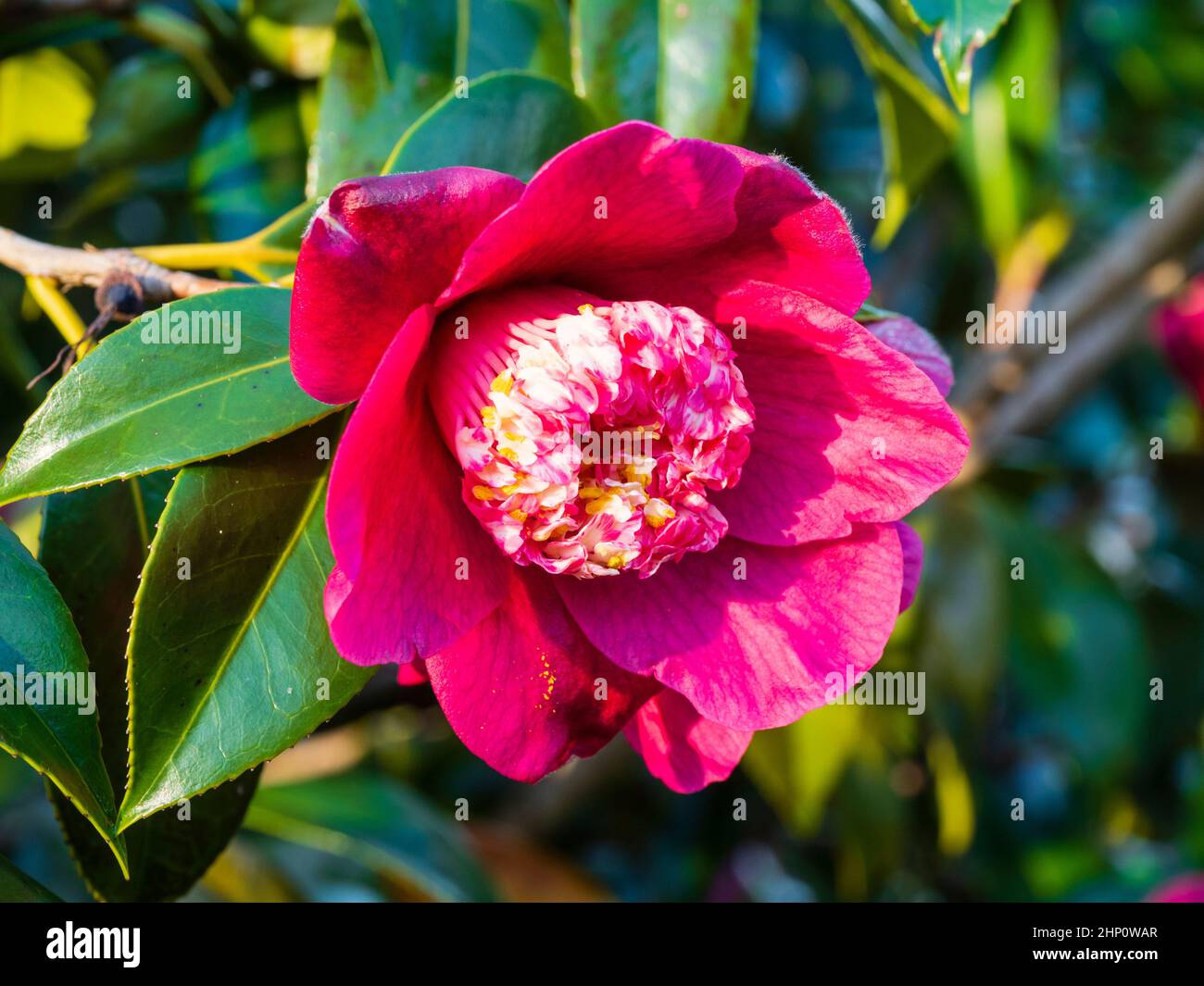 Flor rosada profunda del arbusto perenne que florece en invierno, Camellia japonica 'Peter Betteley' Foto de stock