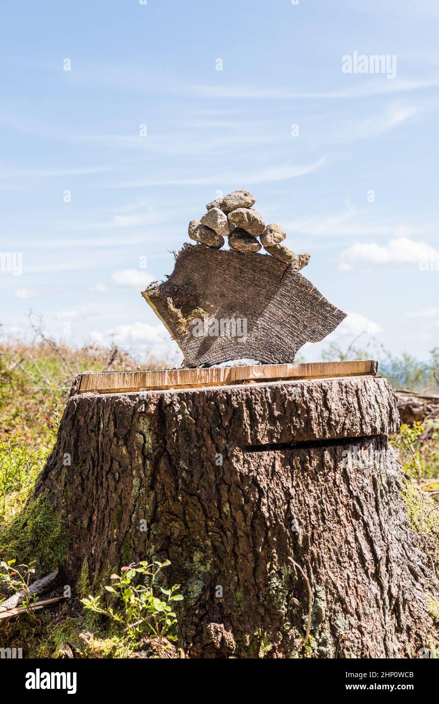 Torre con pequeñas piedras en un enorme tocón de árboles - experiencia en la naturaleza Foto de stock