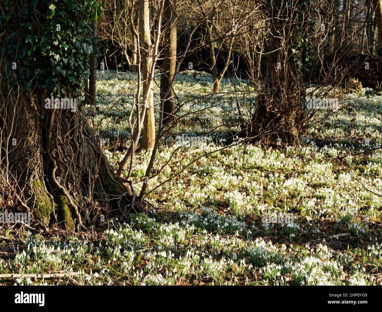 Galanthus nivalis, el nevado común, naturalizado en un bosque settikng en Norfolk. Foto de stock