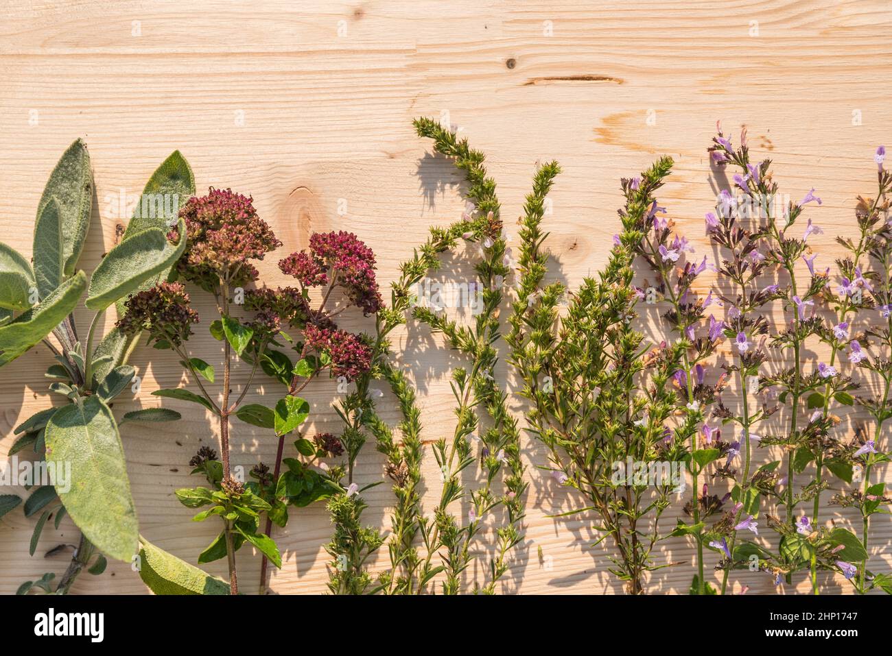 Hierbas culinarias, plantas medicinales y plantas aromáticas naturales sobre fondo de madera Foto de stock