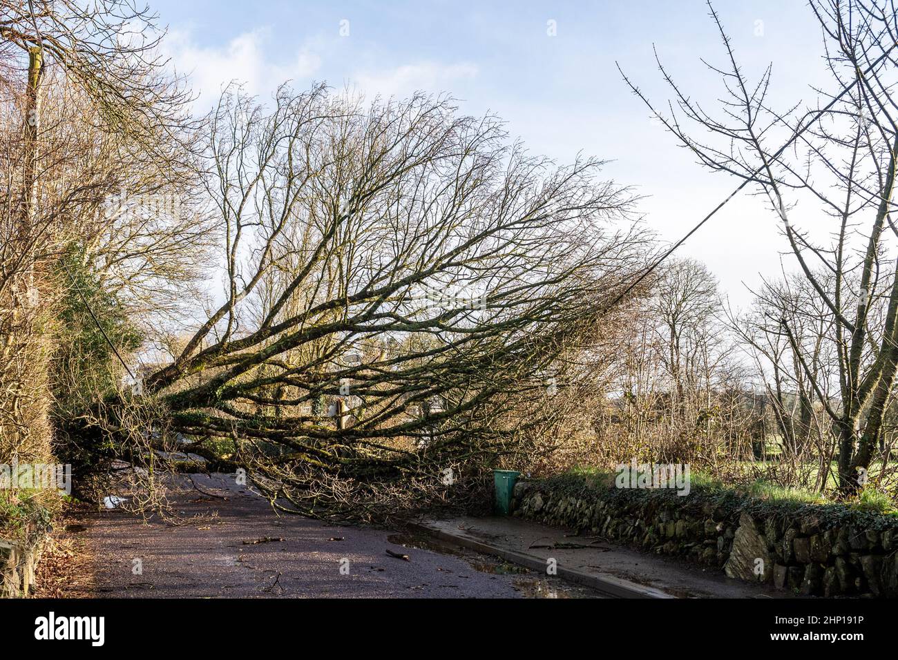 Dunmanway. Oeste de Cork, Irlanda. 18th Feb, 2022. Un árbol cayó cerca del Hospital Dunmanway durante la tormenta Eunice hoy, bloqueando completamente la carretera. El ESB llegó a escena para ocuparse de los cables eléctricos caídos. Crédito: AG News/Alamy Live News Foto de stock