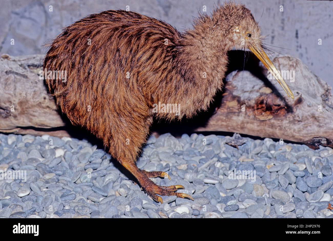 Kiwi, son aves sin vuelo endémicas de Nueva Zelanda del género Apteryx y la familia Apterygidae Fotografía de stock - Alamy