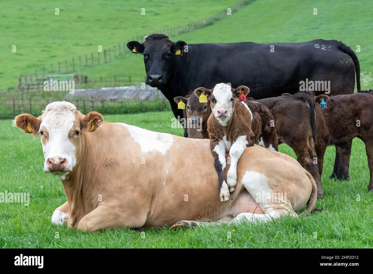La vaca se sentó con la pantorrilla puesta sobre su espalda mirando muy relajado, Lockerbie, Reino Unido. Foto de stock