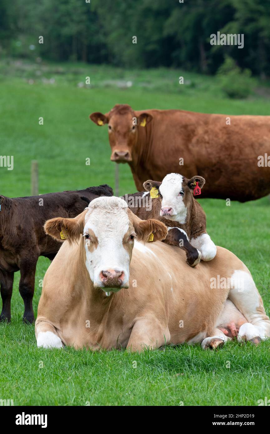 La vaca se sentó con la pantorrilla puesta sobre su espalda mirando muy relajado, Lockerbie, Reino Unido. Foto de stock