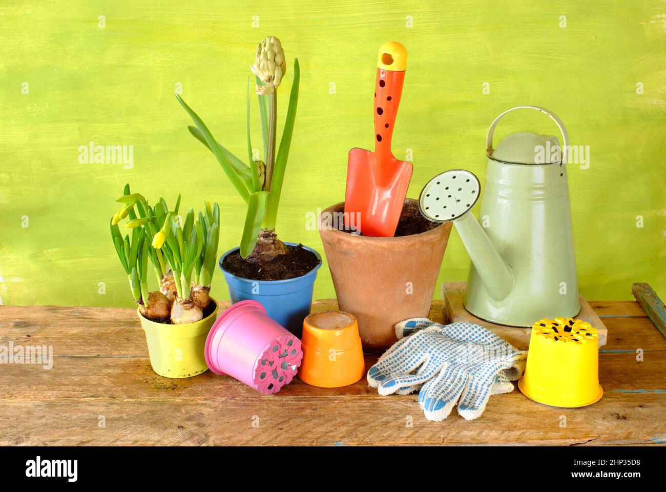jacinto joven y flores de primula, equipo de jardinería sobre mesa de madera. Jardinería en la primavera, buen espacio de copia Foto de stock