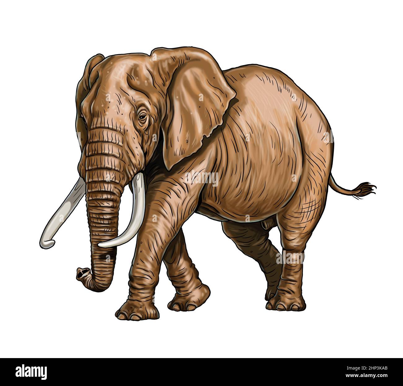 Dibujo de elefante africano. Plantilla digital para colorear con elefant  bull Fotografía de stock - Alamy