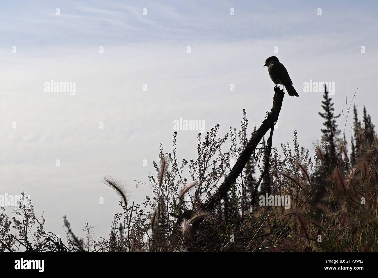 Silueta de un pájaro Whisky Jack en una rama. Foto de stock