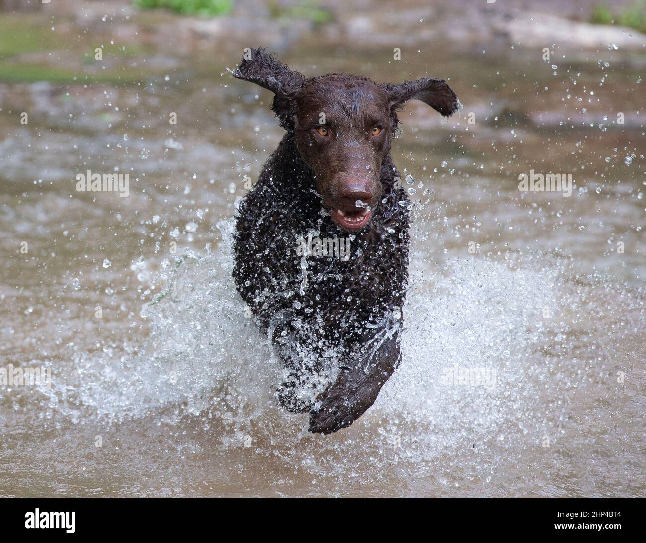 perro corriendo a través del arroyo con agua salpicando Fotografía de stock  - Alamy