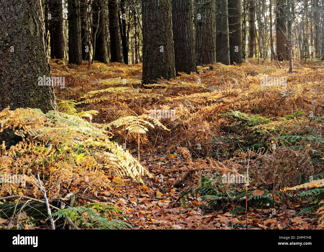Salobre marrón y seco entre pinos en un bosque de Norfolk. Foto de stock