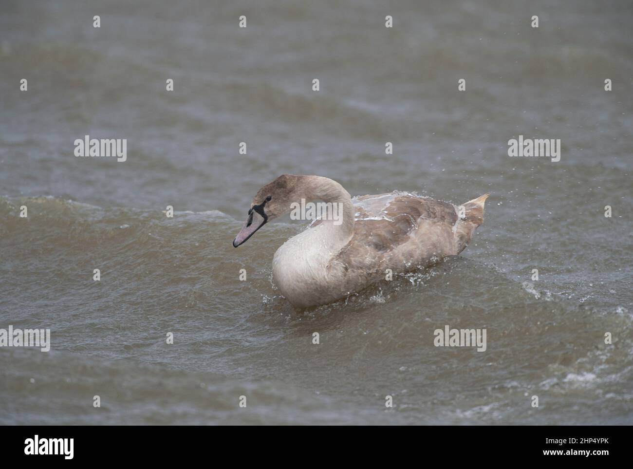 Mute Swan cygnet, Cygnus olor, luchando contra el viento durante la tormenta Eunice, Brent Reservoir, Londres, Reino Unido Foto de stock