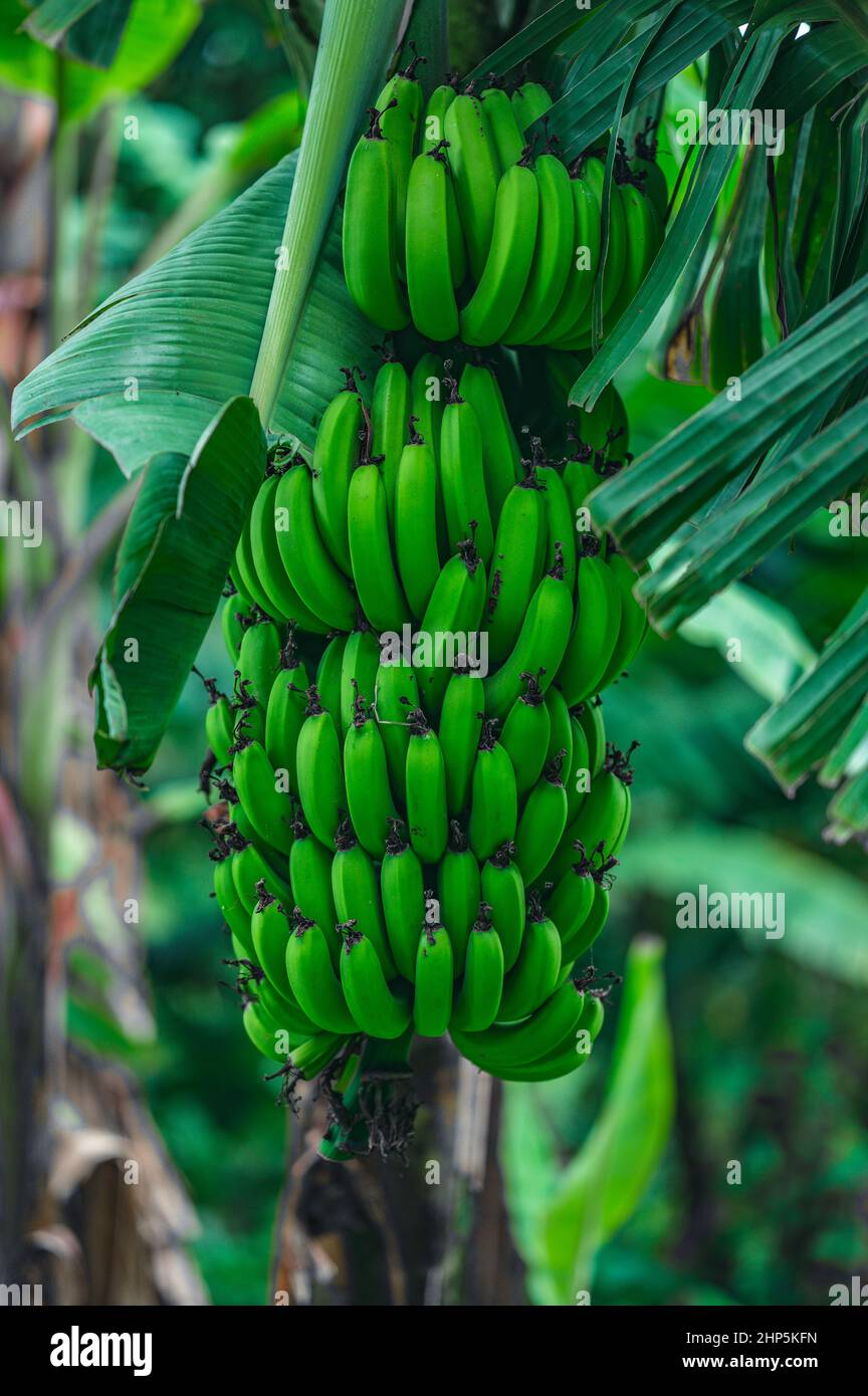 La foto muestra un árbol con plátanos. En la selva, un árbol de plátano crece y tiene un enorme manojo de plátanos verdes y una flor de plátano abajo. Foto de stock