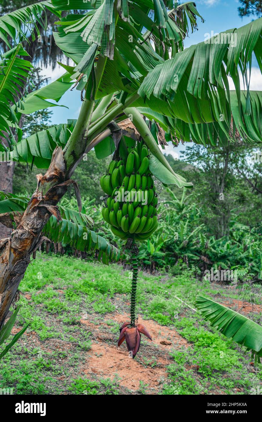 La foto muestra un árbol con plátanos. En la selva, un árbol de plátano crece y tiene un enorme manojo de plátanos verdes y una flor de plátano abajo. Foto de stock