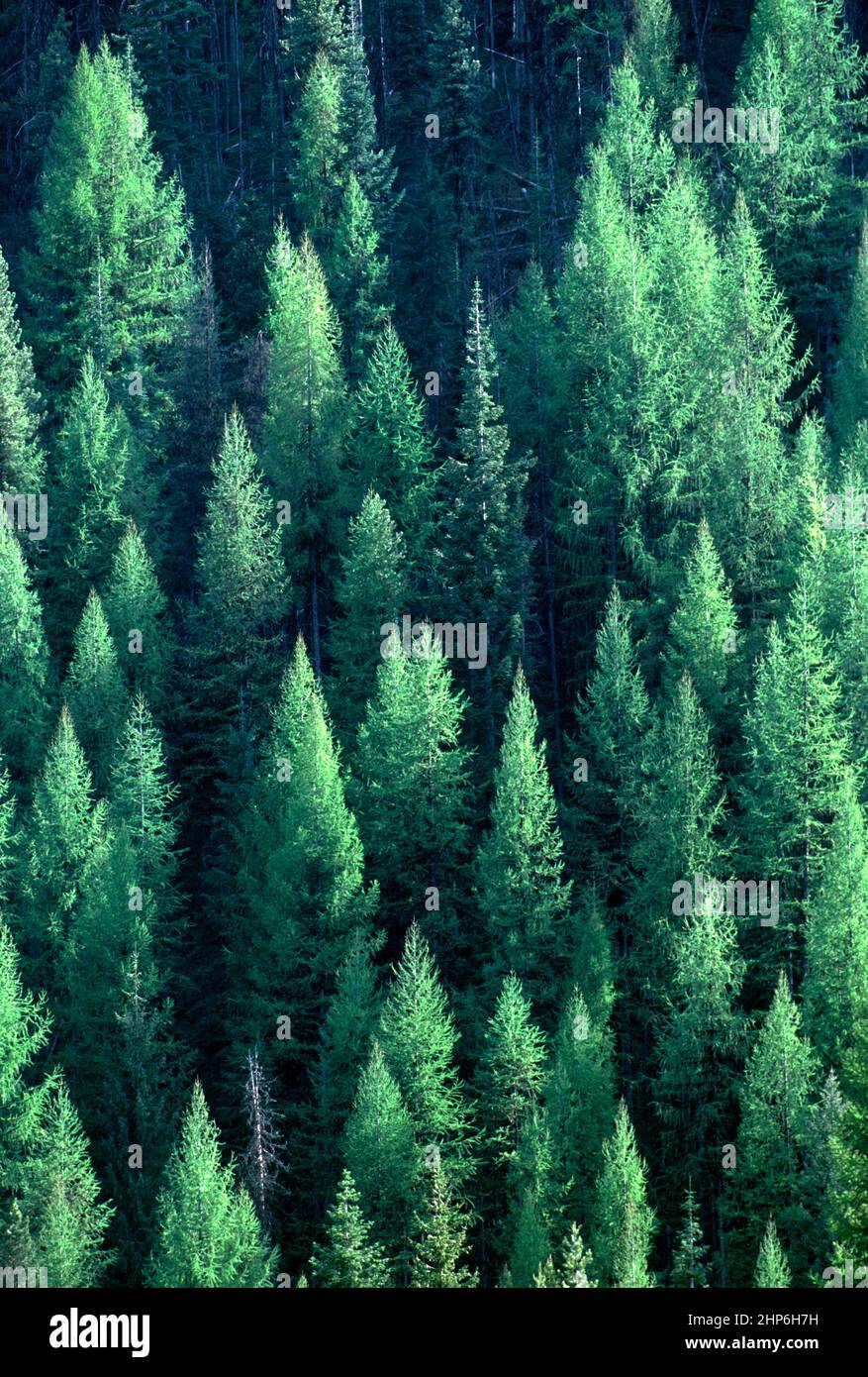 Bosque mixto de coníferas, Bosque Nacional de Idaho Panhandle. Foto de stock