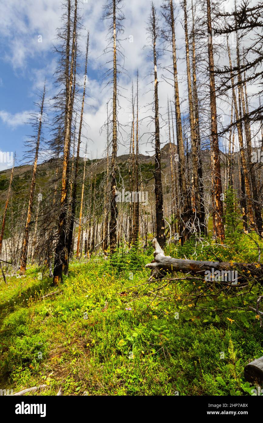 Los Rockies. El bosque de recrecimiento después de un incendio extenso daña la ruta de senderismo al Lago Helen, Banff National Park, Alberta, Canadá Foto de stock