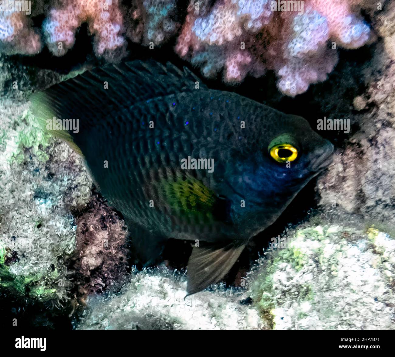 Un Diablo Whitespotted (Plectroglyphidodon lacrymatus) en el Mar Rojo, Egipto Foto de stock