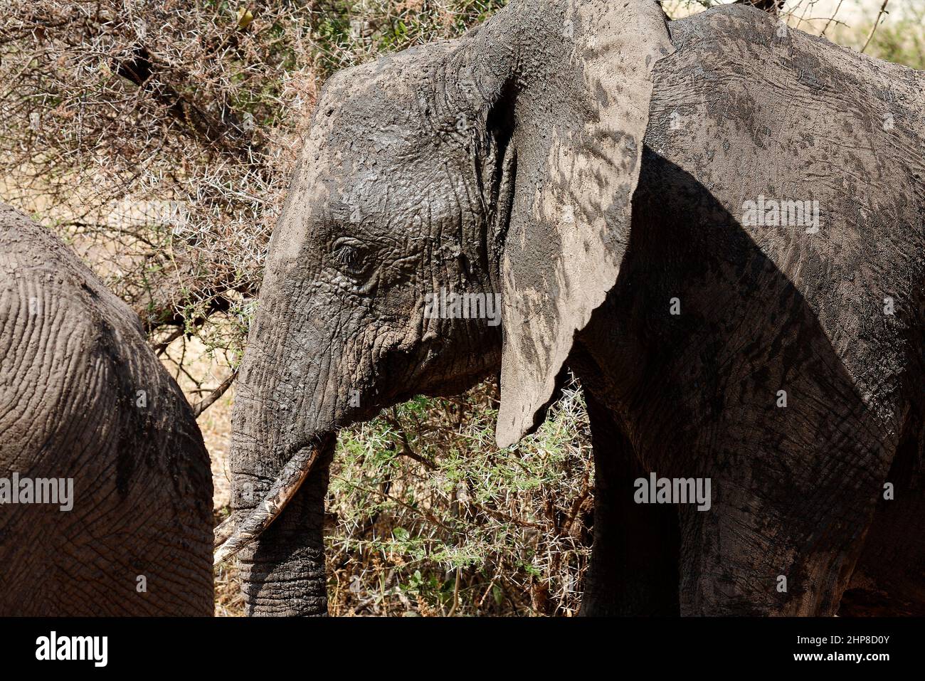 Elefante africano, Loxodanta africana, herbívoros, elefante africano; primeros planos; recubiertos de barro; textura; cabeza; oído grande; Foto de stock