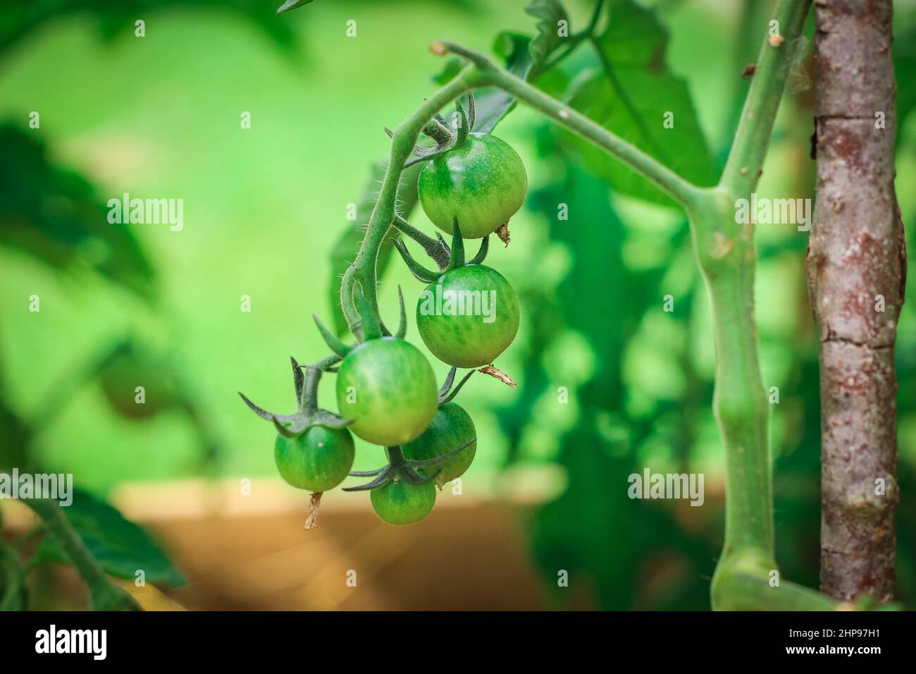 Interior del invernadero pequeño con el crecimiento de las plantas de  tomate, semilleros, etc Fotografía de stock - Alamy