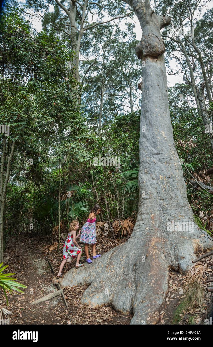 Las niñas se congelan en la enorme base de una antigua goma manchada (Corymbia maculata) en la selva tropical del litoral de Depot Beach Rainforest Walk Foto de stock