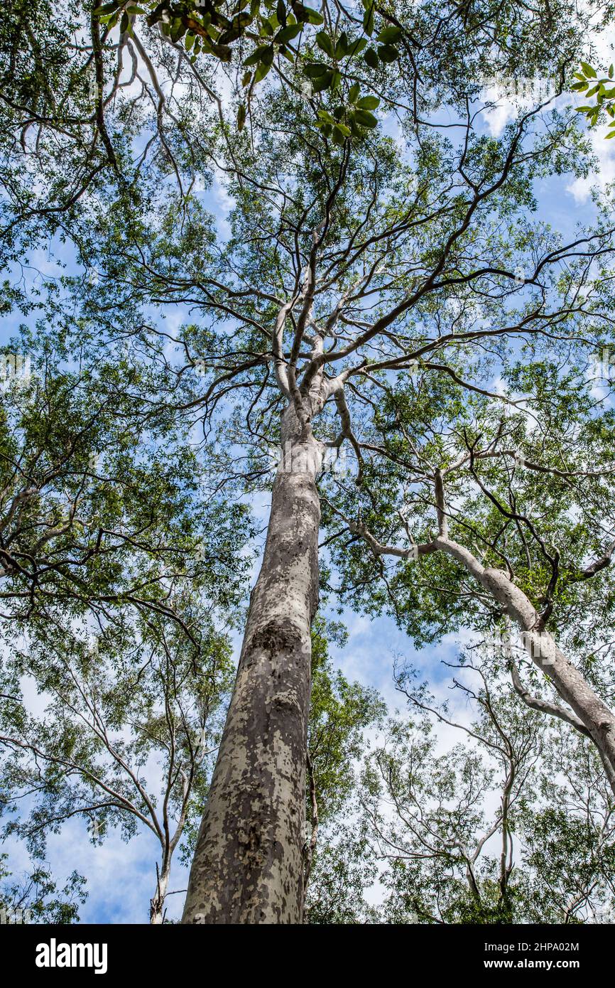 Alto bosque húmedo con gomas manchadas, palmeras de repollo y helechos en el Parque Nacional Murramarang, en la costa sur de Nueva Gales del Sur, Australia Foto de stock