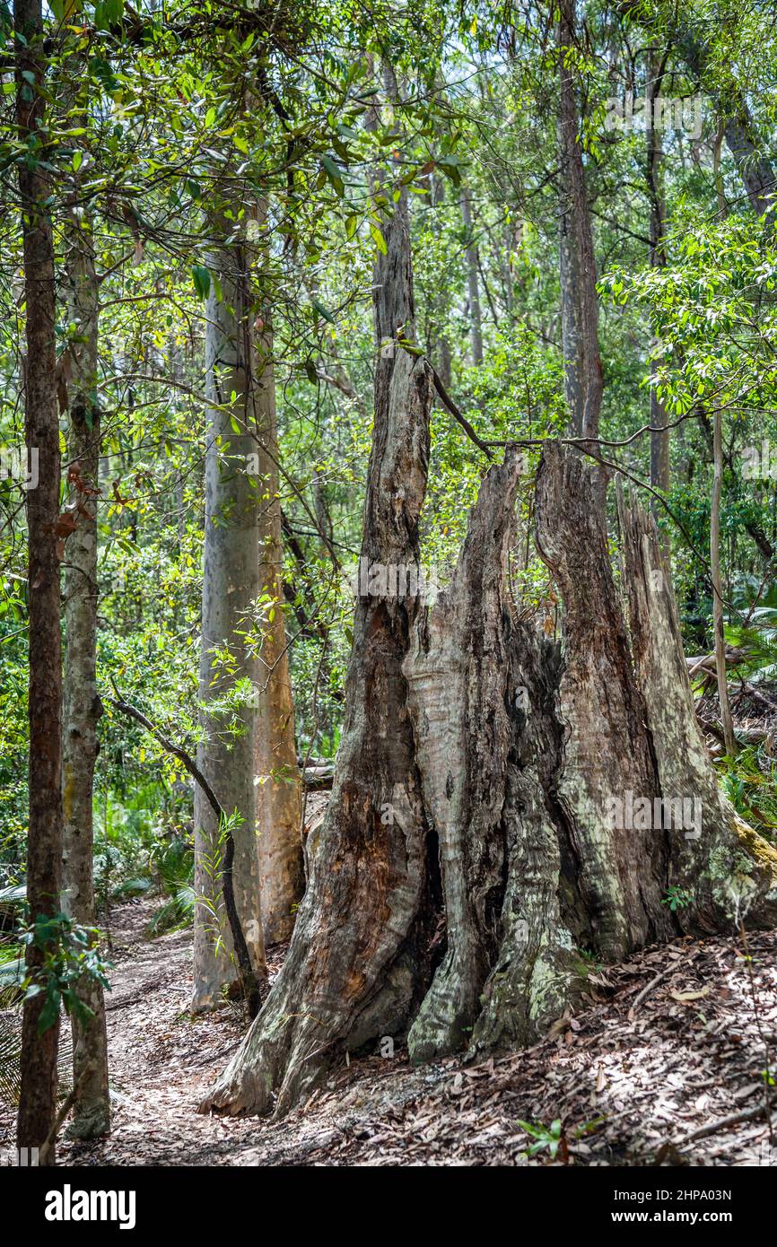 Restos de un gran árbol antiguo en un alto bosque húmedo en el Parque Nacional Murramarang, en la costa sur de Nueva Gales del Sur, Australia Foto de stock