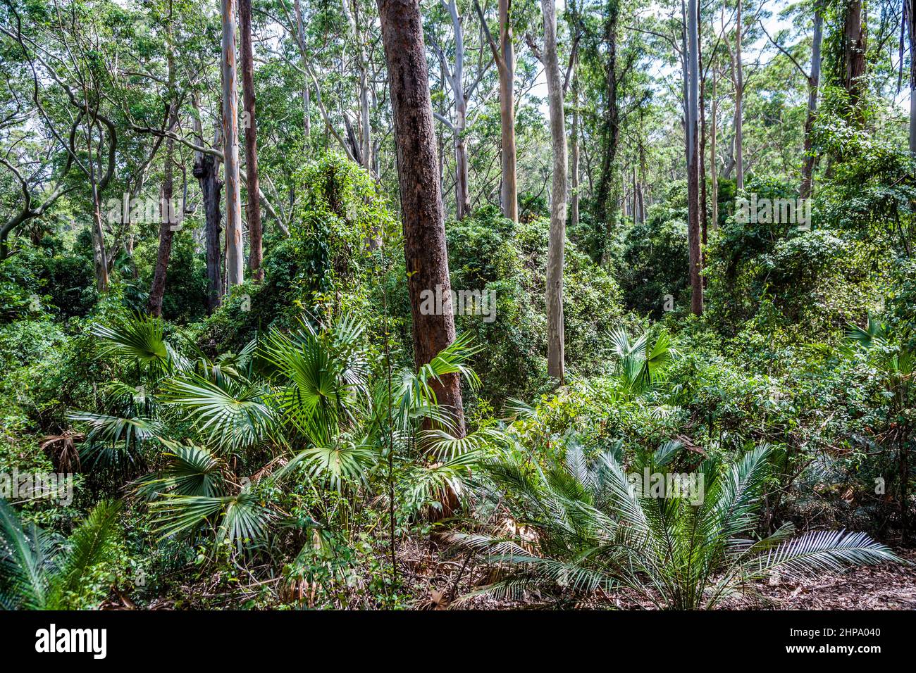 Maleza de bosque húmedo alto con gomas manchadas, palmas de repollo y helechos en el Parque Nacional Murramarang, en la costa sur de Nueva Gales del Sur, Foto de stock