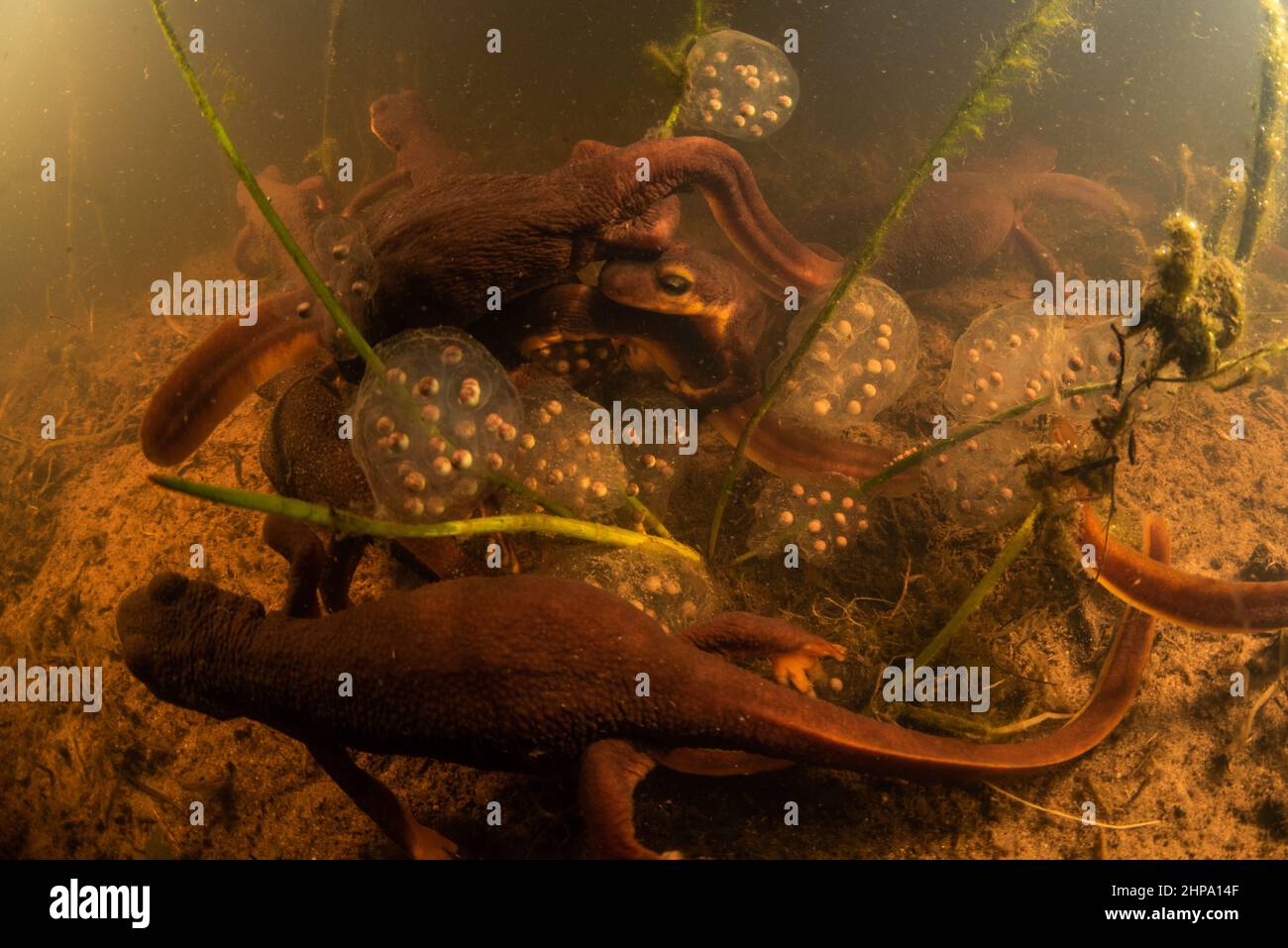 Los recién hechos de California (Taricha torosa) se reúnen para criar y poner huevos en un estanque en CA. Estas salamandras son anfibios y endémicas de la costa oeste. Foto de stock