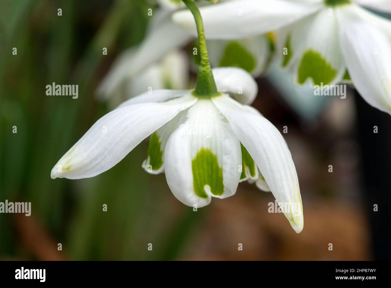 Galanthus 'Jacquenetta' (Snowdrop) Una planta de flores bulbosas de invierno  de primavera doble con una flor blanca verde de primavera en enero, foto  imagen de stock Fotografía de stock - Alamy
