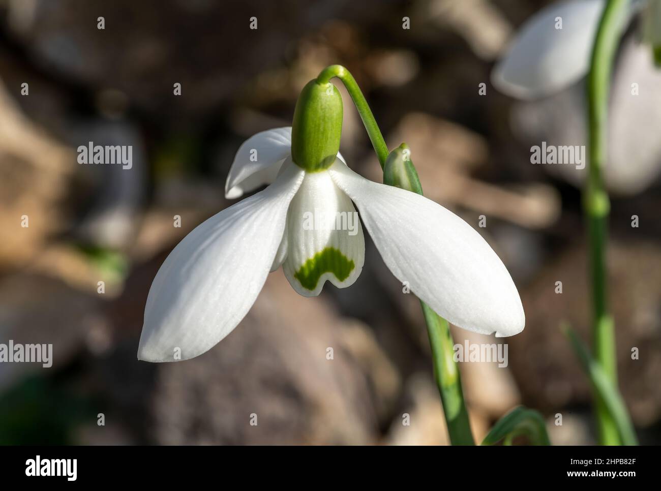 Galanthus 'S. Arnott' (Snowdrop) Una planta de flores bulbosas de invierno  de primavera doble con una flor blanca verde de primavera en enero, stock  foto imagen wit Fotografía de stock - Alamy