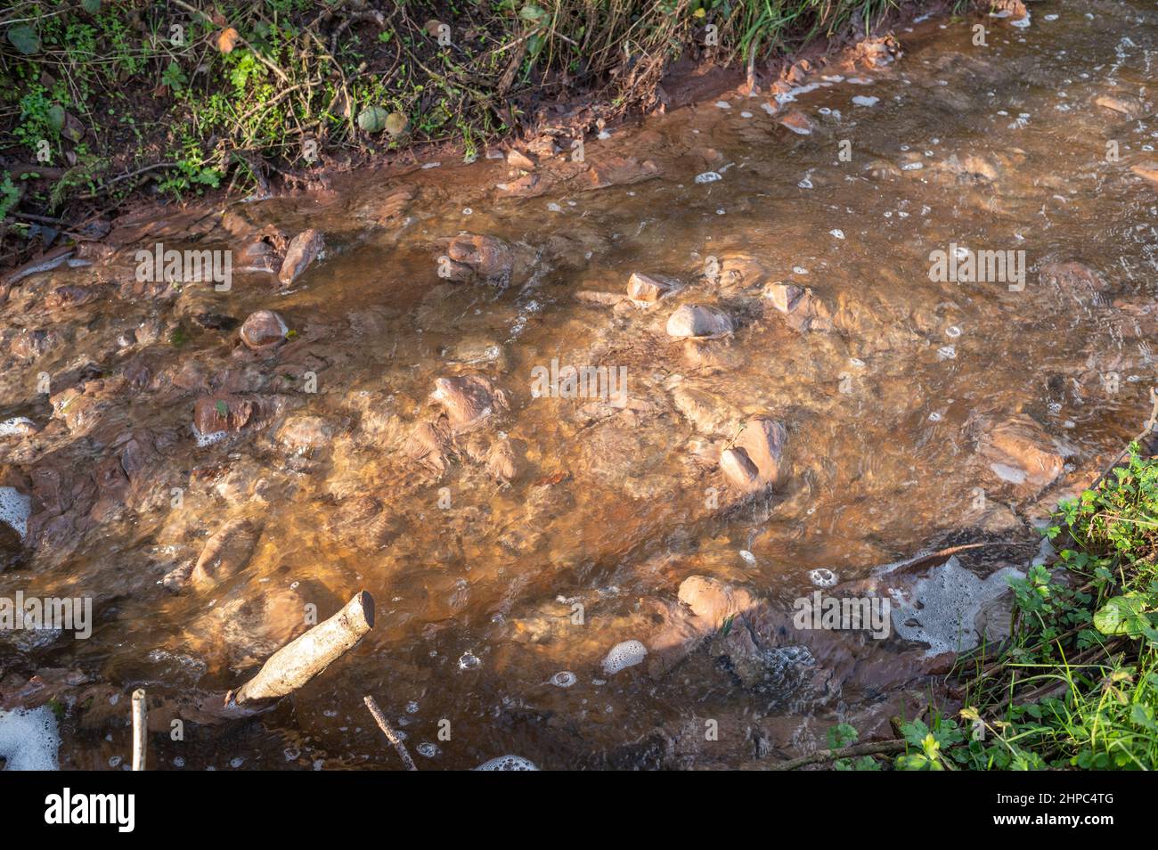 Hongos de aguas residuales que crecen en el arroyo contaminado de la pulpa y el licor de estiércol de la granja lechera Foto de stock