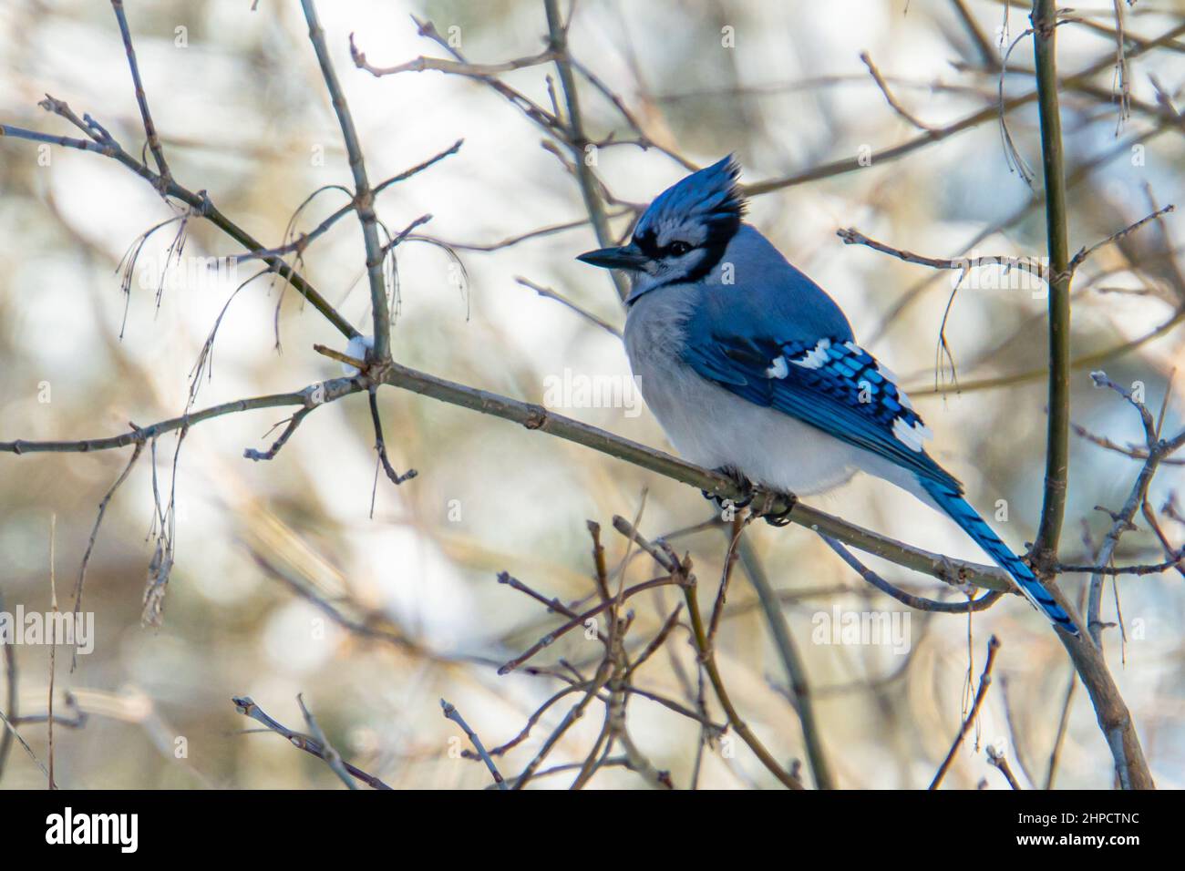 Azul brillante Jay en un día de invierno en el bosque Foto de stock