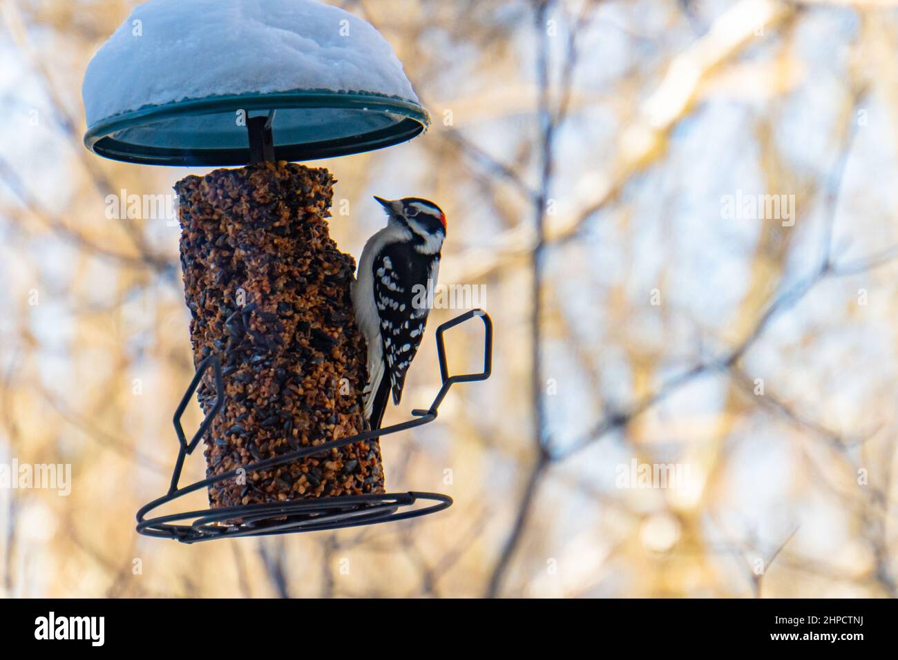 pequeño pájaro carpintero desorchado en el alimentador en invierno Foto de stock