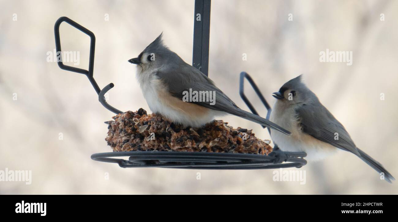 Dos pájaros Tufted Titmouse en el alimentador Foto de stock