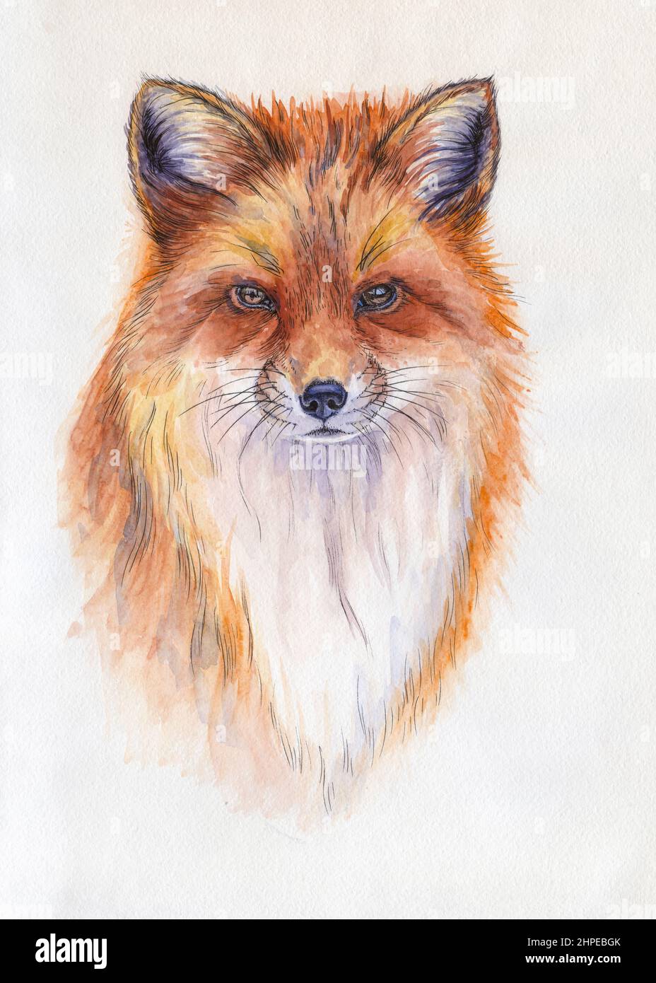 Retrato de zorro rojo. Ilustración de acuarela de ilustraciones. Animal dibujado a mano sobre blanco Foto de stock